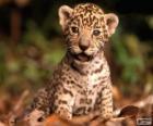 Ένα μικρό jaguar